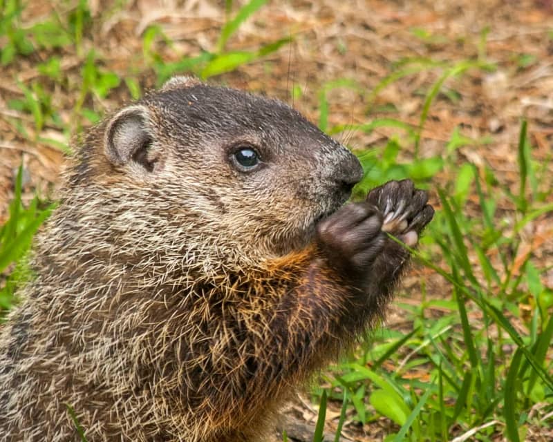 how much wood can a woodchuck chuck