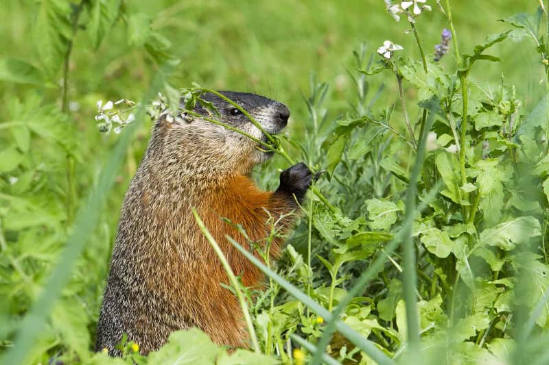 how much wood could a woodchuck chuck if a woodchuck could chuck wood